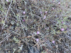Lessingia micradenia micradenia