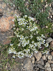 Cherleria arctica