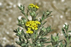 Psilostrophe gnaphalodes