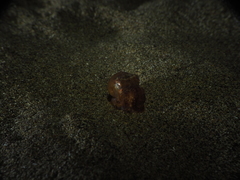 Amphioctopus burryi