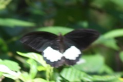 Papilio ambrax ambrax