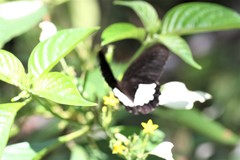 Papilio ambrax ambrax
