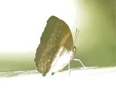 Yoma algina