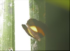 Yoma algina