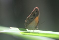 Mycalesis mucia