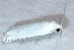 Hystrichophora vestaliana