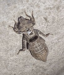 Stylogomphus sigmastylus