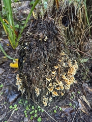 Cantharellus insignis