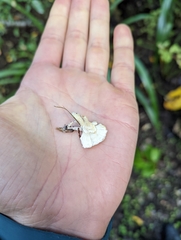 Cantharellus insignis