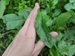 Rumex obtusifolius