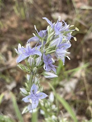 Frasera albicaulis columbiana