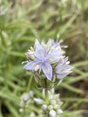 Frasera albicaulis columbiana