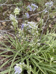 Frasera albicaulis columbiana