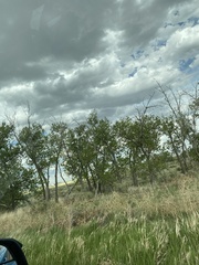 Populus deltoides monilifera