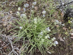 Frasera albicaulis columbiana