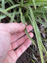 Frasera albicaulis columbiana