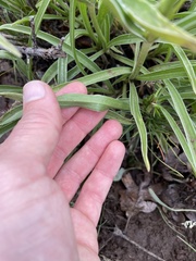 Frasera albicaulis columbiana