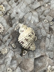 Paciocinebrina circumtexta