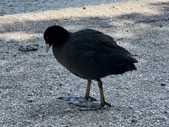 Fulica atra