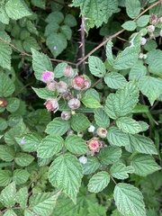 Rubus mesogaeus