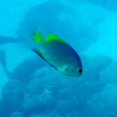 Pomacentrus lepidogenys