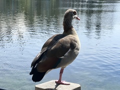 Alopochen aegyptiaca