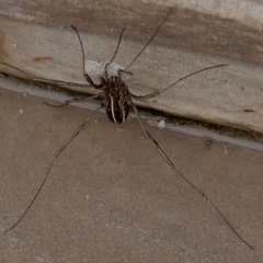 Zachaeus
