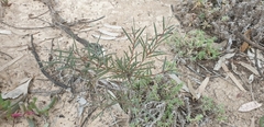 Acacia oswaldii