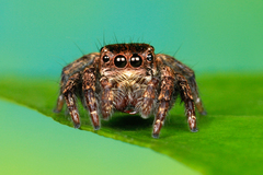 Carrhotus coronatus