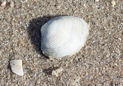 Katelysia rhytiphora