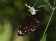 Euploea crameri