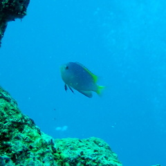 Pomacentrus lepidogenys