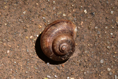 Cyclophorus martensianus