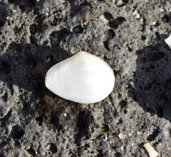 Macomona deltoidalis