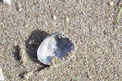 Katelysia rhytiphora