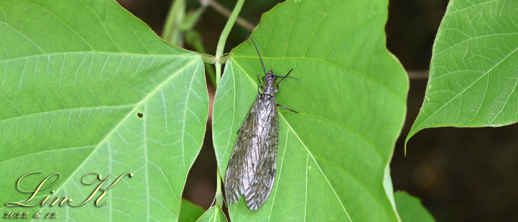 Parachauliodes asahinai