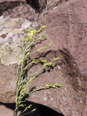 Linaria genistifolia