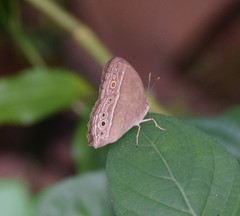 Mycalesis perseoides
