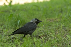 Corvus monedula