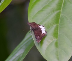 Tagiades ultra