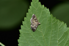 Chabula telphusalis