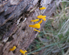 Calocera guepinioides