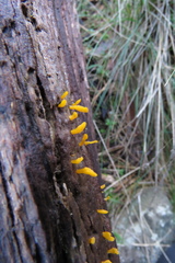 Calocera guepinioides