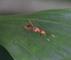 Grammicomyia