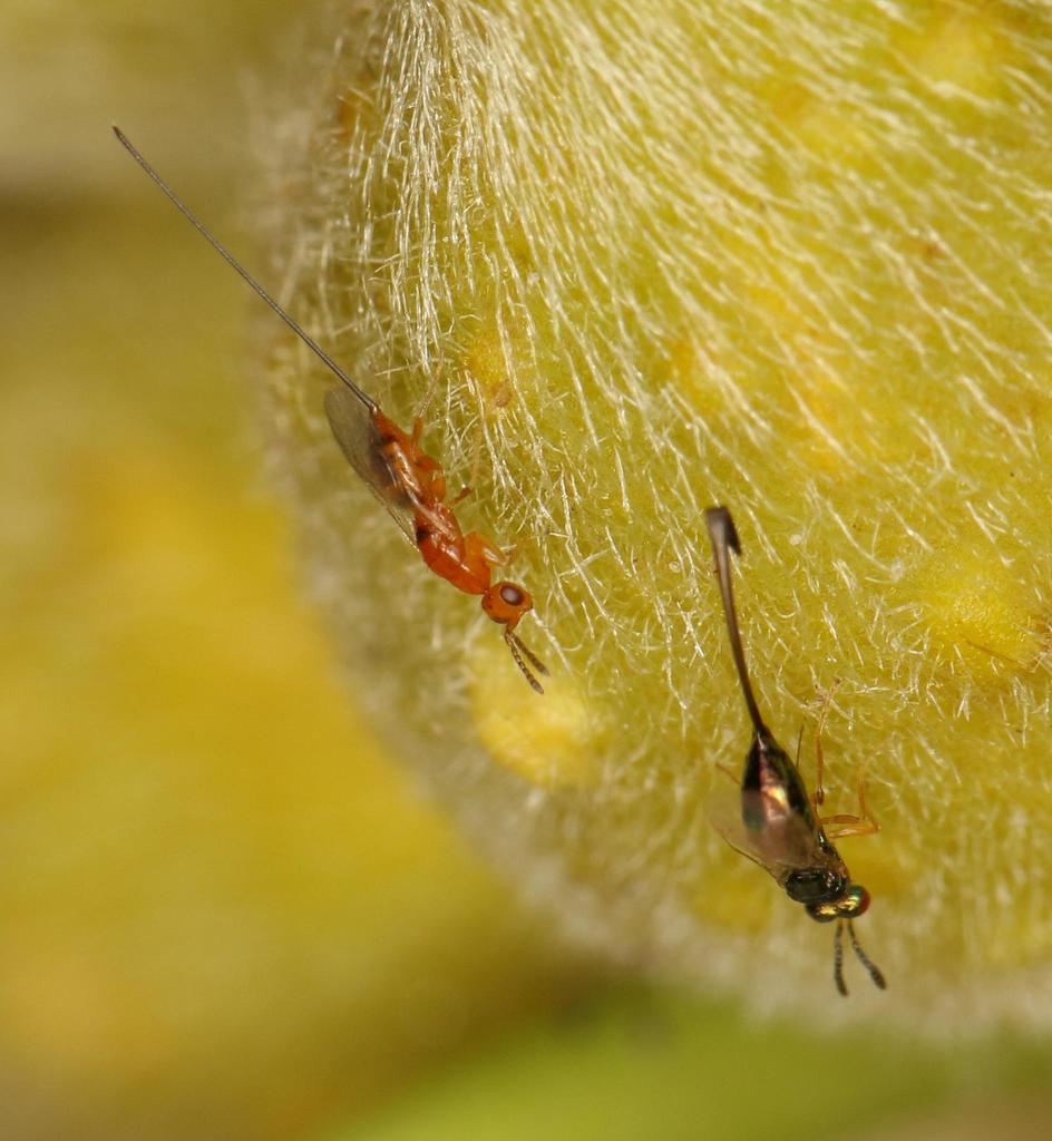 Sneaky African Fig Wasp from Fenton Place Fig, Chase Valley Heights
