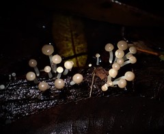 Vibrissea dura