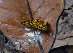 Odina hieroglyphica ortina