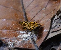 Odina hieroglyphica ortina
