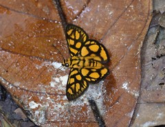 Odina hieroglyphica ortina