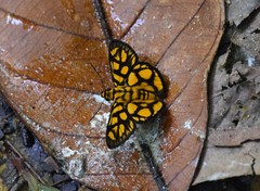 Odina hieroglyphica ortina